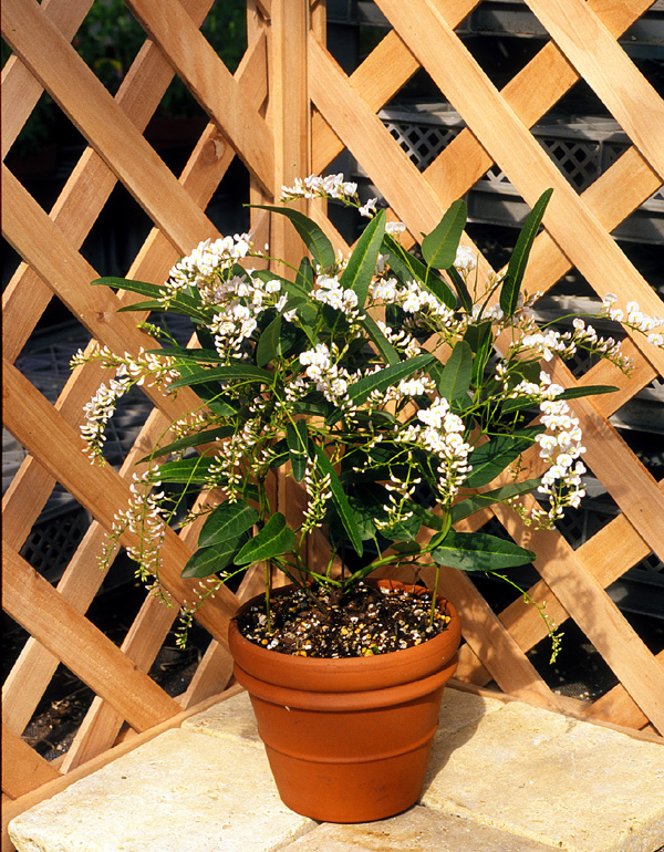 ハーデンベルギア | 福島植物園｜小売｜卸売｜ガーデニング｜草花